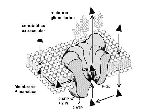 Figura 2: Função da P-glicoproteína (P-gp).
