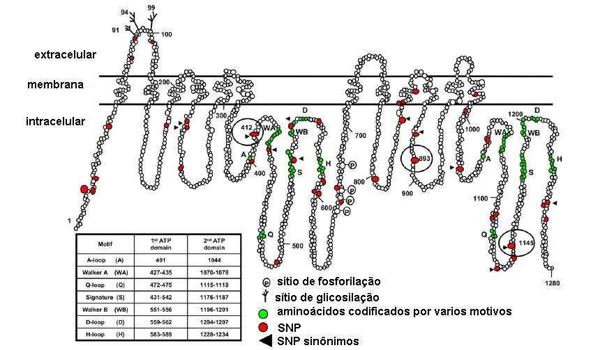 Figura 3: Esquema da proteína codificada pelo gene MDR1 mostrando a localização dos SNPs. Este é um modelo hipotético bidimensional da P-gp humana. Cada círculo representa um resíduo de aminoácido.