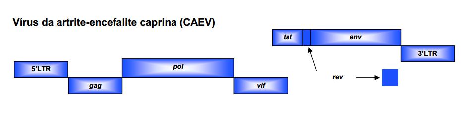 23 Figura 1 Estrutura das partículas virais do CAEV (Adaptado de COFFIN, 1996).