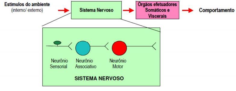 34 comunicação dos estímulos ambientais, quer interno e/ou externo, com o sistema nervoso no nível de órgãos somáticos e viscerais, são pré-requisitos para exibição do comportamento (Figura 4) (PER