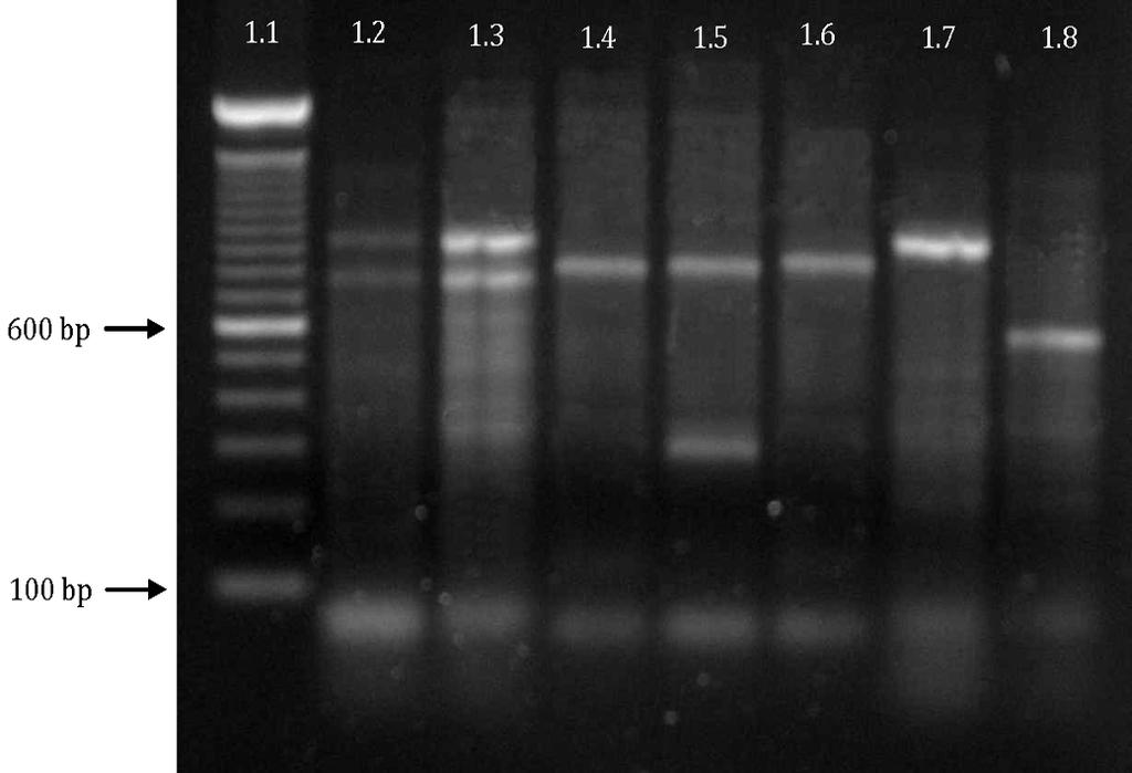 Resistência antimicrobiana em Enterococcus faecalis e Enteroccus faecium isolados de carcaças de frango 577 (50%) carcaças positivas. Este resultado foi similar aos observados por Fracalanzza et al.