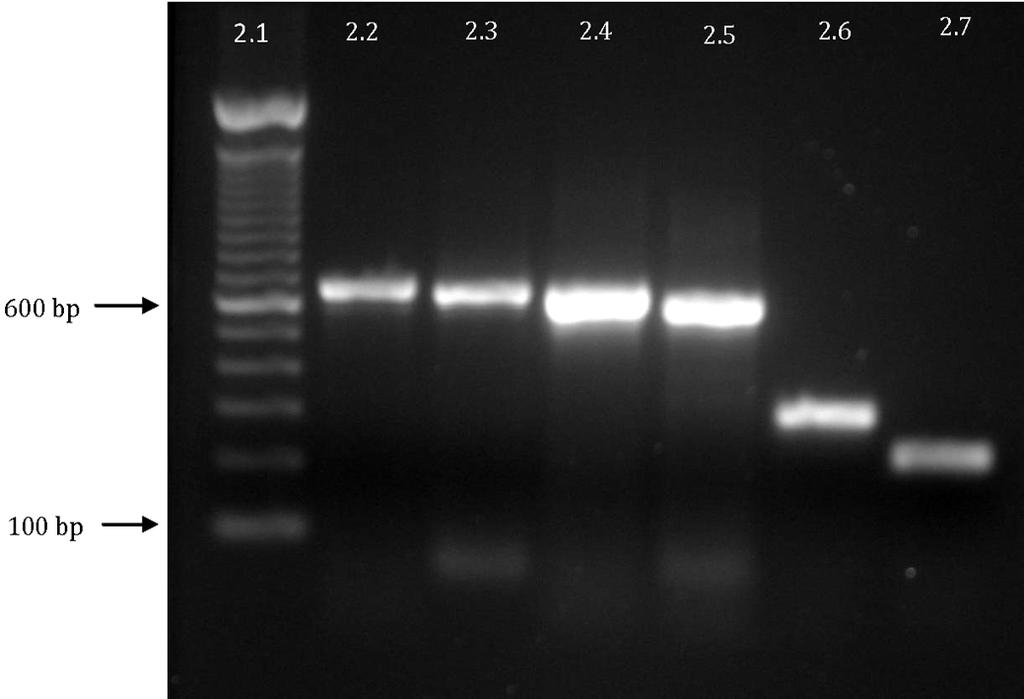 578 Ana Claudia F. Borges de Campos et al. (Costa et al. 2010). Busani et al. (2004) relataram 51% dos E. faecium e 10% dos E. faecalis resistentes à Ciprofloxacina em carne de frango na Itália.