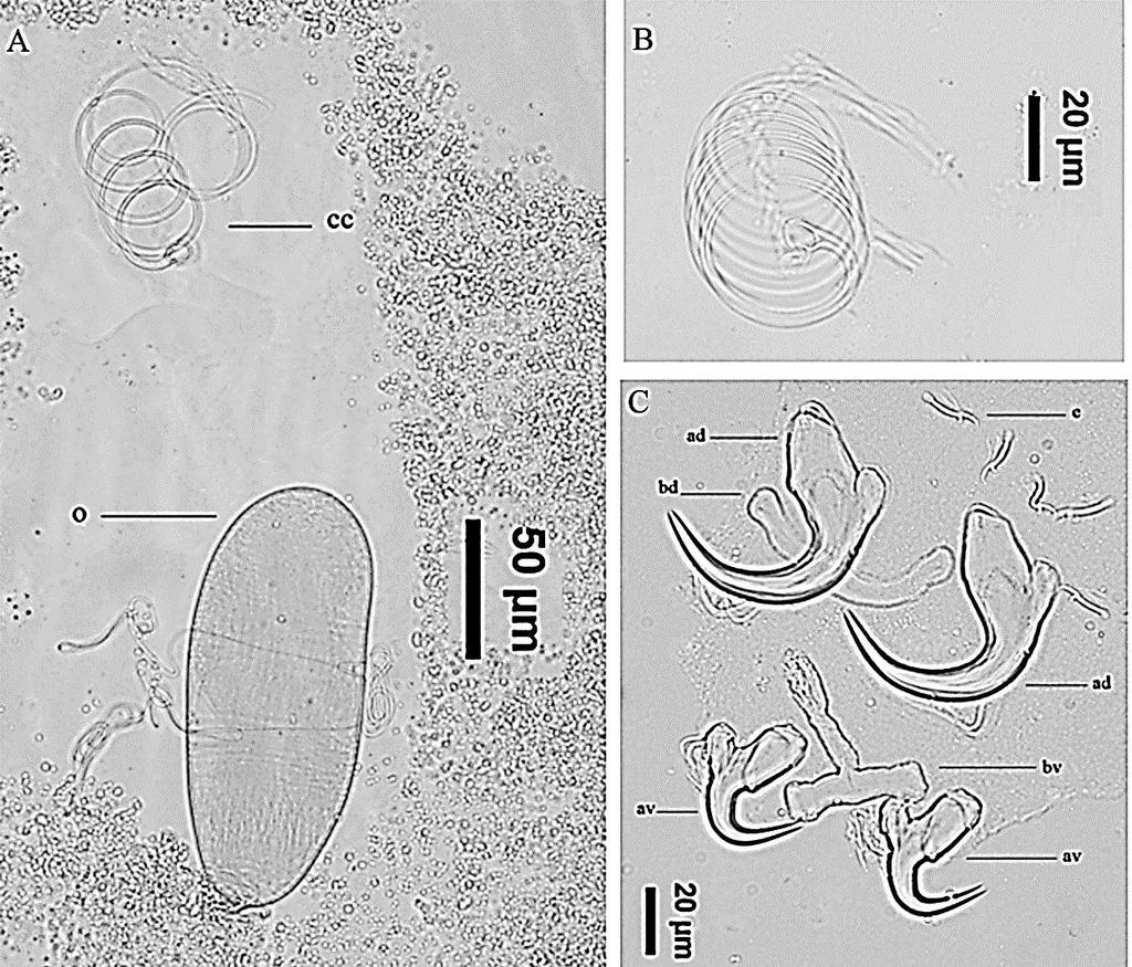 Influência de metazoários parasitas na morte de juvenis de Arapaima gigas.81 Figura 1.