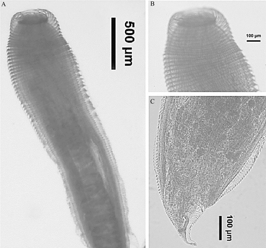 Influência de metazoários parasitas na morte de juvenis de Arapaima gigas.83 Figura 3. A) Parte anterior de Goezia spinulosa; B) Terminação anterior; C) Terminação posterior mostrando a cauda.
