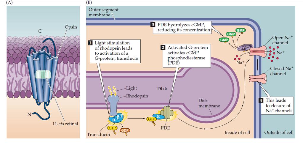 A fototransdução envolve o fechamento de canais de cátions na membrana do segmento