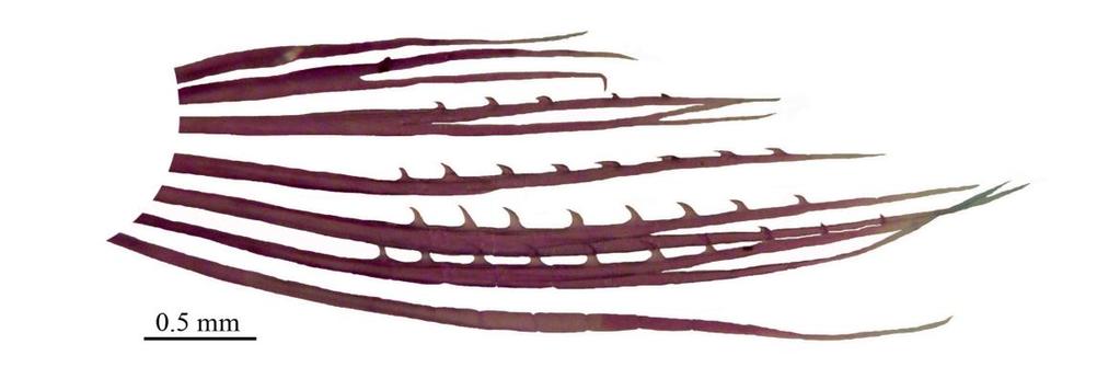 63 Fig. 16. Hemigrammus tridens, macho adulto, MZUEL 5418, 18,2 mm CP; raios da nadadeira pélvica; lado esquerdo, vista lateral. Fig. 17.