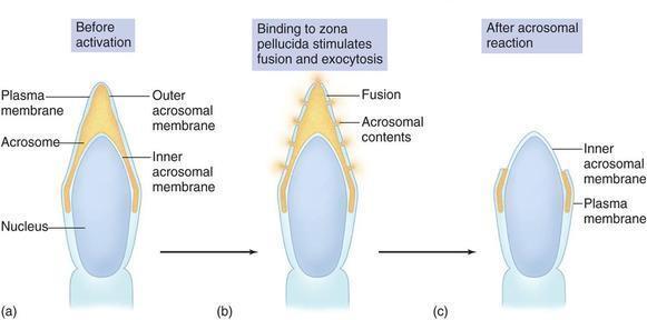 Penetração da zona pelúcida Processo de fusão das membranas e liberação das enzimas durante