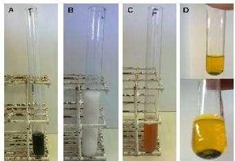 Figura 1. Resultados dos testes realizados para identificação dos grupos de metabólitos em casca de Schinus lentiscifolius.