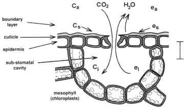 Estomática Atmosfera Livre Mesófilo Vapor