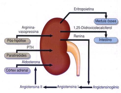 RENAL