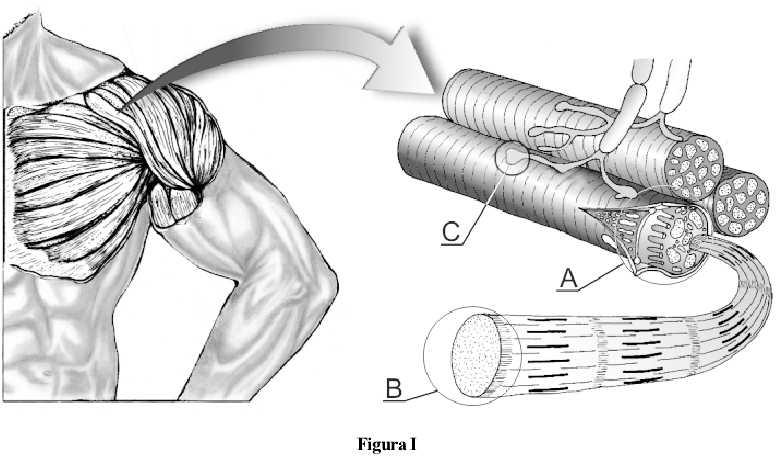 FISIOLOGIA DA CONTRAÇÃO MUSCULAR A- MÚSCULO ESQUELÉTICO 1) (UFMG 2003) Observe a figura abaixo, onde estão representados alguns aspectos da organização estrutural do músculo esquelético.
