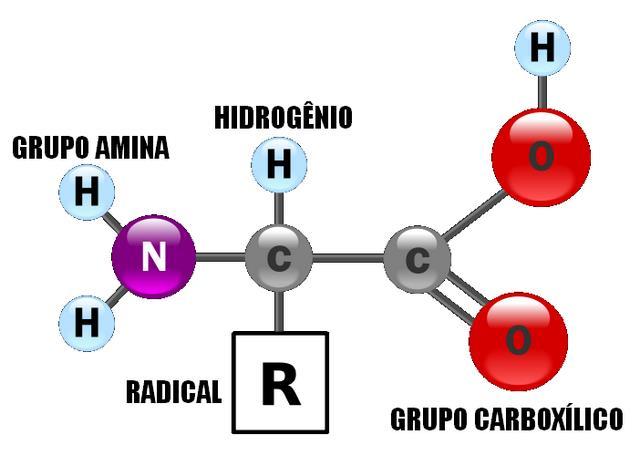 Serina (Ser) Tirosina (Tir) Os aminoácidos não essenciais podem ser definidos como aqueles aminoácidos que já são produzidos naturalmente pelo corpo, de forma que dificilmente o corpo sentirá falta