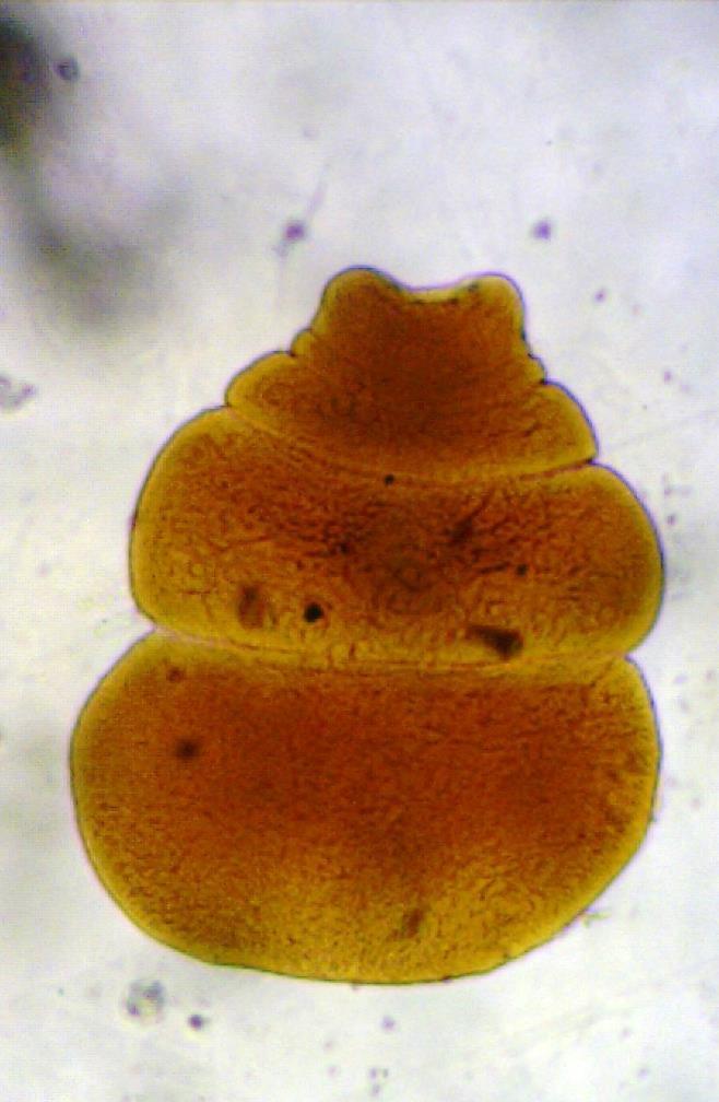 Família Davaineidae Davainea proglottina HD: galináceos HI: moluscos terrestres Muito patogênicos