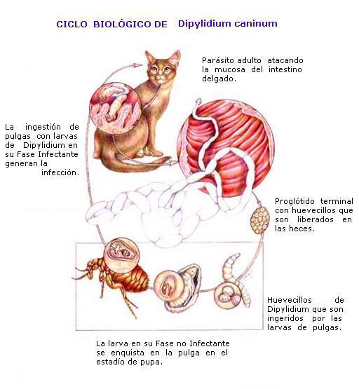 BIOLOGIA de