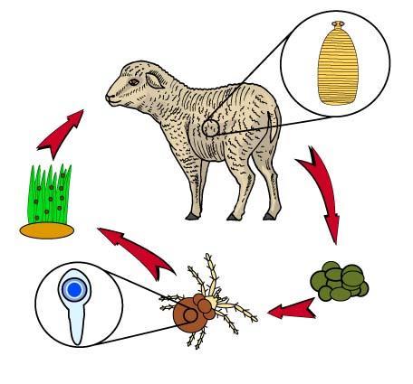 Ciclo evolutivo da Moniezia sp.