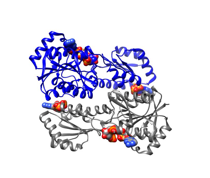 Figura 18. Estrutura tridimensional da PFK1 (PDB PFK1) em complexo com os produtos da reação, frutose 1,6 bifosfato e ADP no sítio ativo, e o ativador alosterico ADP. Reação 4.