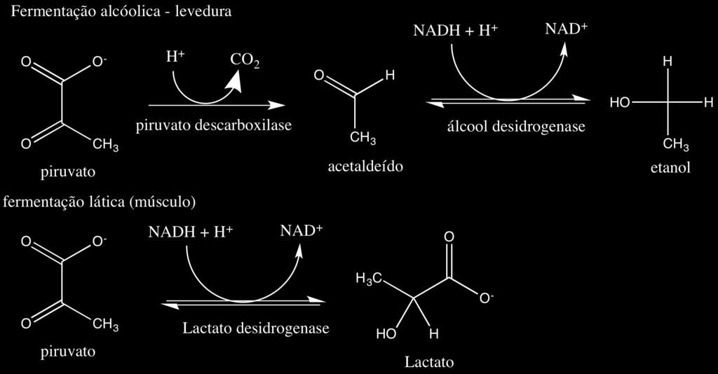 etanol (levedura) regenerando NAD +. Esse processo é conhecido como fermentação (Figura 25): Figura 25.