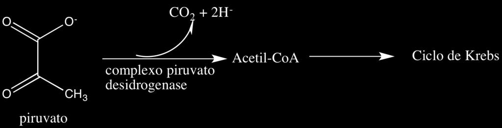 Figura 26. Destino do piruvato que entra na mitocôndria. A primeira reação do ciclo de Krebs envolve a condensação de um grupo acetil proveniente do piruvato, com oxaloacetato, formando citrato.