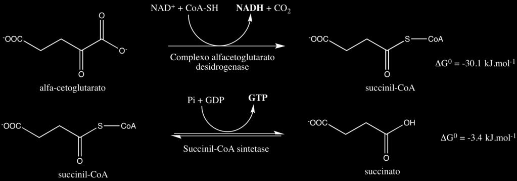 A entrada de Acetil-CoA no ciclo da-se pela condensação com oxaloacetato (um alfa-ceto ácido) formando citrato.