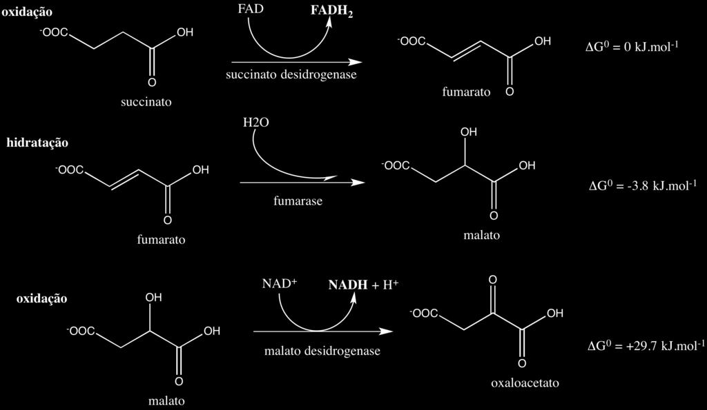 Figura 31. Reações de descaboxilação oxidativa do alfa-cetoglutarato formando succinil-coa, e de hidrólise do succinil-coa gerando succinato.