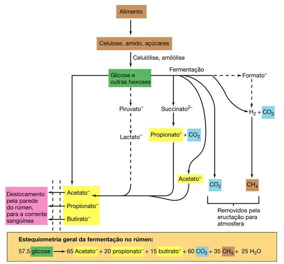 Bioquímica Simplificada do Rúmen 60-72% Acetato 15 a 23% Propionato 12 a