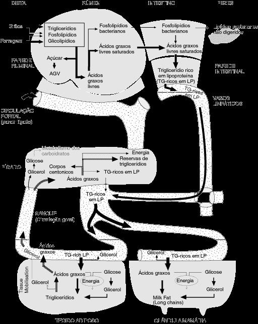 Metabolismo de