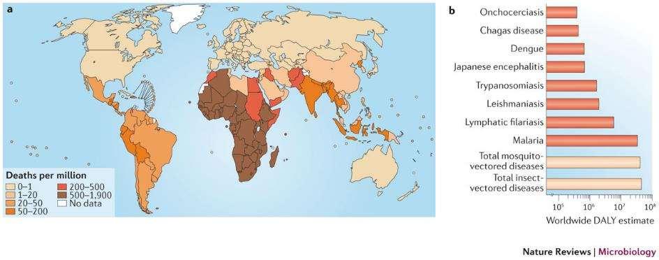 Infecções transmitidas por vetores são consideradas um problema global McGraw & O'Neill l 2013 Alta taxa de