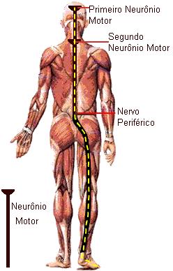 > parte da Anatomia que trata da forma e posição