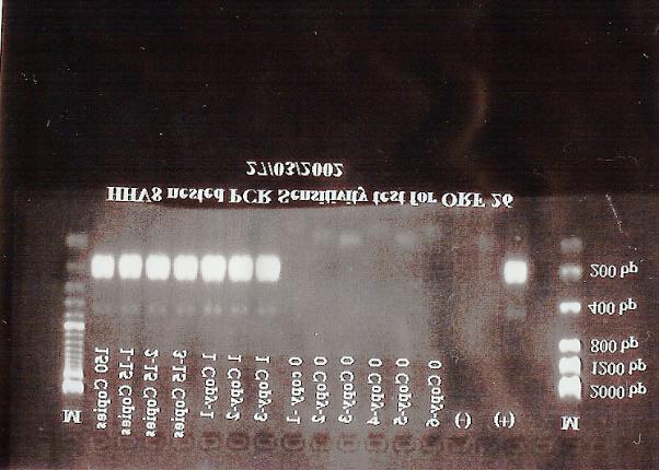 MATERIAIS E MÉTODOS 61 7 5 0 77 55 7 5 0 5 0 5 0 5 0 0 0 0 0 C C C C C 0 C Figura 14. Teste de sensibilidade do Nested PCR. 4.3.2.