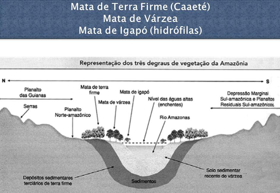 A Amazônia brasileira, em geral, apresenta a seguinte configuração de acordo com estratos de vegetação e a sua proximidade de corpos d água: 1.