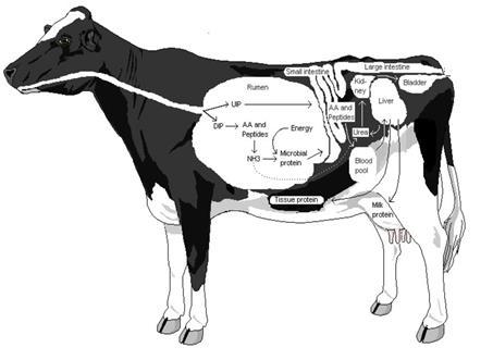 Estudos realizados demonstraram que vacas leiteiras suplementadas com Metionina protegida da degradação ruminal, apresentaram aumento na eficiência imunológica.