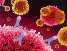 matéria seca Lipólise Imunossupressão NEFA