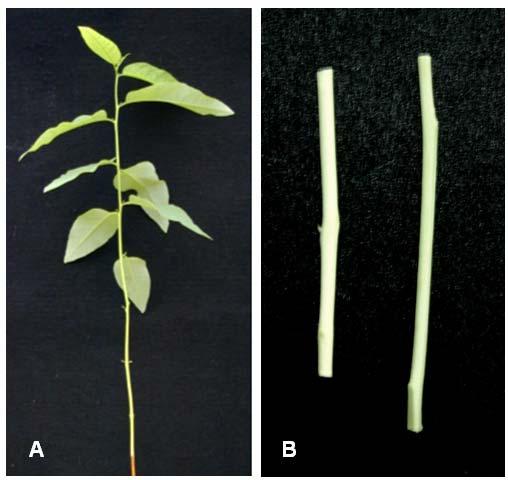 36 Figura 5 Material vegetal usado no experimento. (A) Plantas de Eucalyptus grandis com cinco meses (barra = 10 cm).