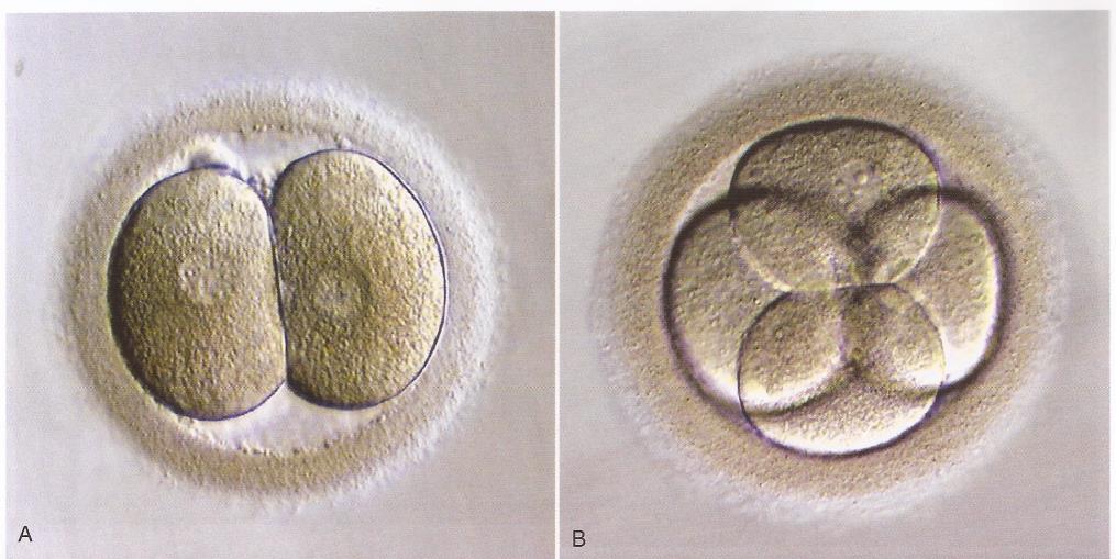 Morfologia do embrião durante a clivagem Fonte: Carlson B.