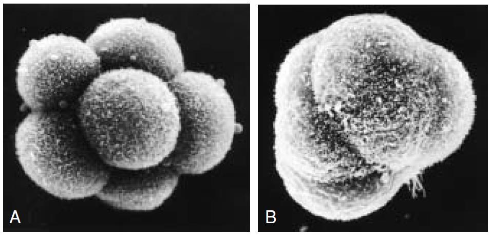 Morfologia do embrião durante a clivagem Não Compactado Compactado Fonte: