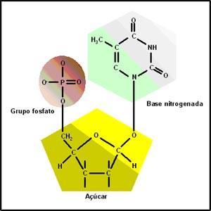 Mecanismos de controle da clivagem Estrutura de um nucleotídeo: