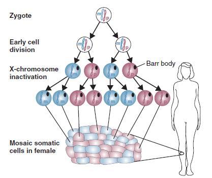 Inativação do cromossomo X Fonte: Jorde L, Carey J,