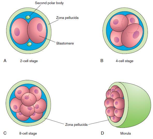 Morfologia do embrião durante a clivagem A clivagem implica aumento do número de células, porém, em cada divisão, as células produzidas são menores.