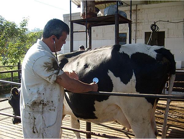 Temperatura retal Linfonodos