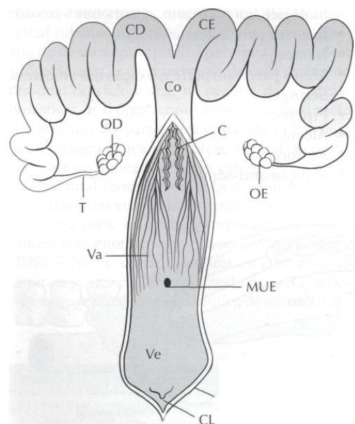 Cérvix 4.