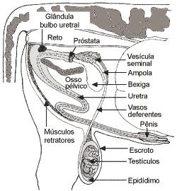 1. Pênis 2. Bolsa testicular 3. Testículos 4. Epidídimo 5. Canais deferentes 6. Ampolas 7.