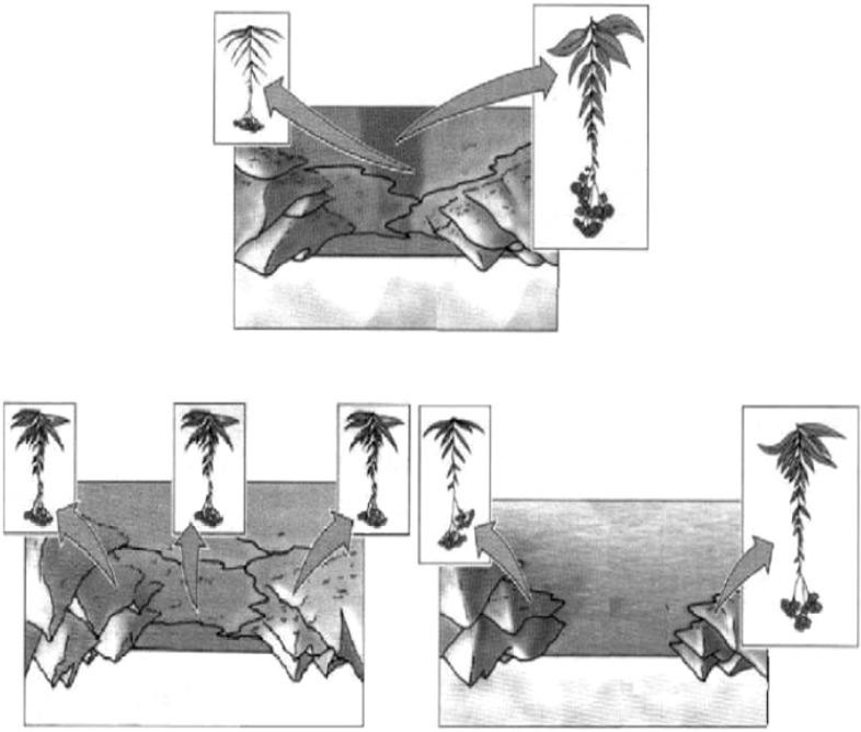 Quais são as estruturas representadas por I, II e III? Qual a função da estrutura representada em I? b) A dupla fecundação é característica das angiospermas.