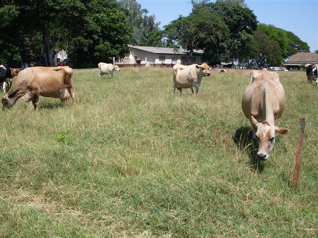 pastagem na alimentação Gado mestiço