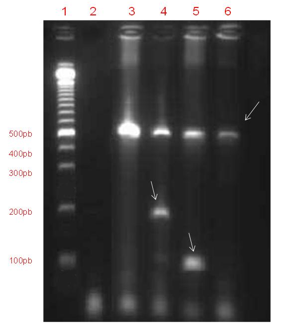 110 3.2 PCR multiplex O rendimento do DNA extraído variou de 300 a 1.500 ng/μl, para as amostras de milho.