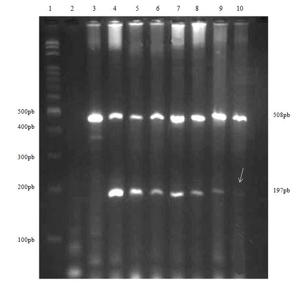 113 Figura 4 Resultado de sensibilidade da PCR para o evento MON810.