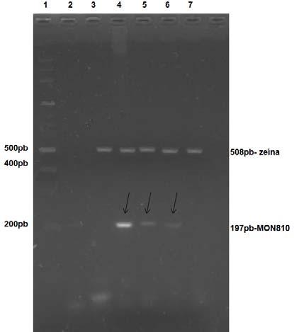 59 Figura 1 Resultado da PCR multiplex para a detecção do evento MON810.