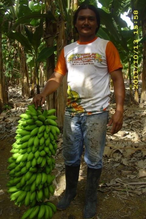 3.2. Análise dos Impactos Econômicos A produção de banana do Estado do Amazonas representa quase 11