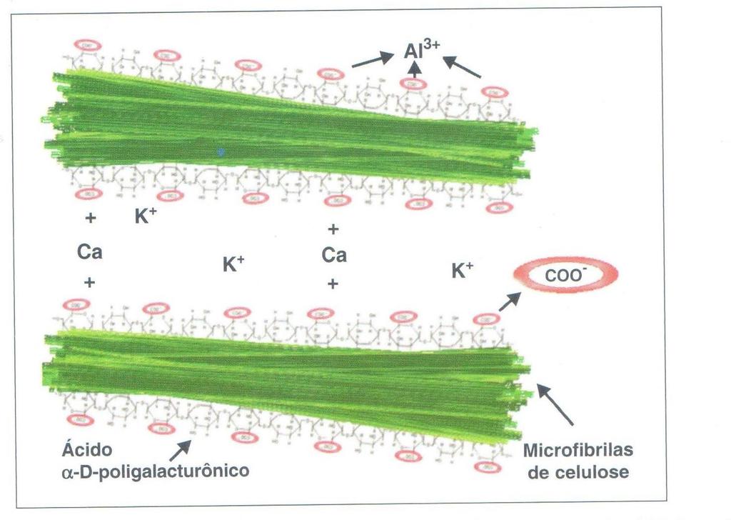 Aumentar o detalhe na parede celular pode nos mostrar ainda mais semelhanças nos mecanismos de plantas ao acesso de nutrientes, com mecanismos de substâncias húmicas com elementos químicos no solo.