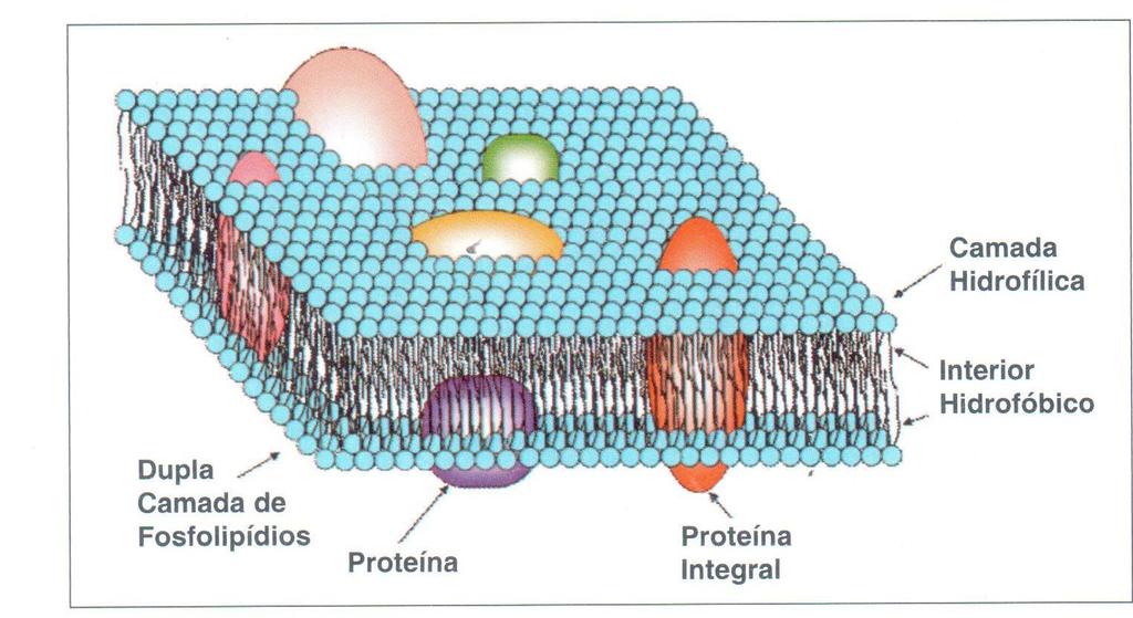 Até aqui vimos as Substâncias Húmicas e sua importância à manutenção da vida por gerar um ambiente coloidal, contribuir à estrutura do solo. Mas.