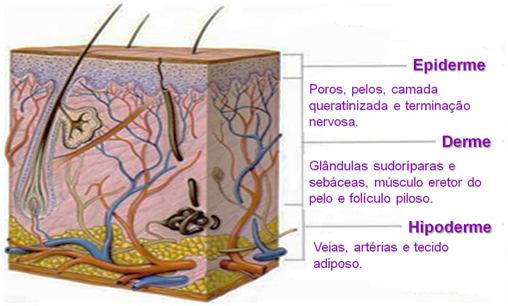 Infecções de pele e de tecidos moles Prof.